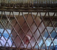 Photo: Victor in bassinet trying to sleep