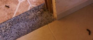 Photo of a lineup of bugs