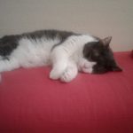 Picture of Cat resting