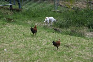 Photo: Chiquita, like the chickens, running free.