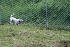 Photo: Chiquita shaking off the chickens