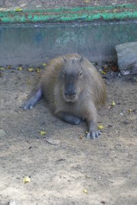 Photo: Capybara at Yumka zoo