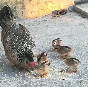 Photo: Mother and chicks eating