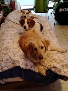 Photo: Our Dogs